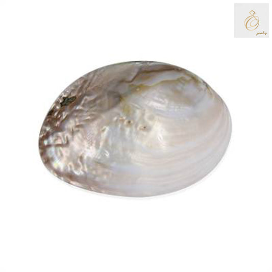 Natural pink mother of pearl fan shell 152x108mm - front view showing lustrous surface and elegant curved shape