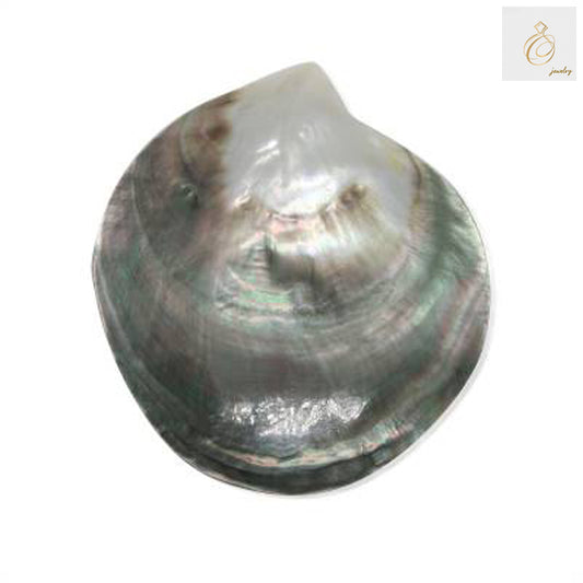 Close-up view of natural grey mother of pearl shell 120x108mm displaying iridescent quality and smooth finish