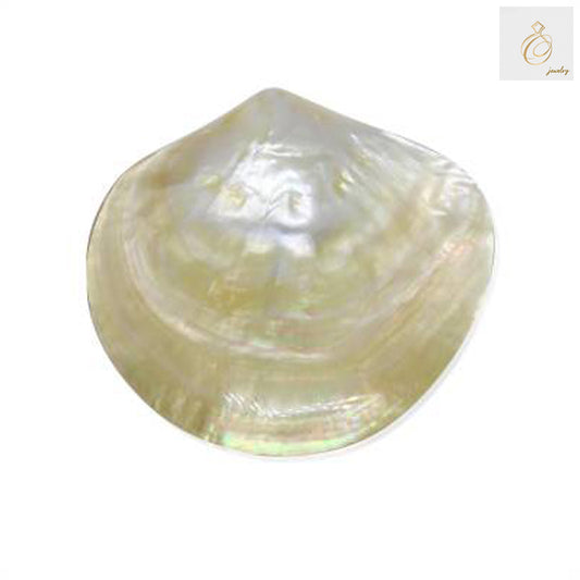 Close-up view of natural mother of pearl yellow shell showing iridescent surface texture